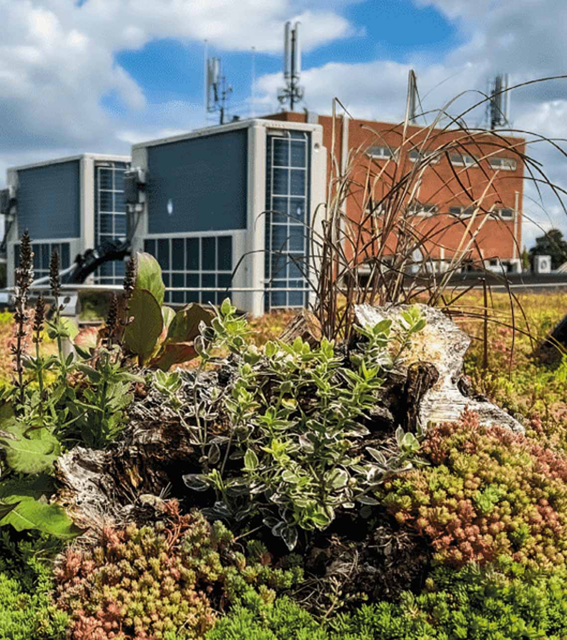 Luxe daktuinen en groene daken