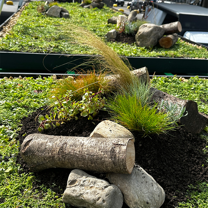 Add ons voor biodiversiteit op sedumdak Schiphol