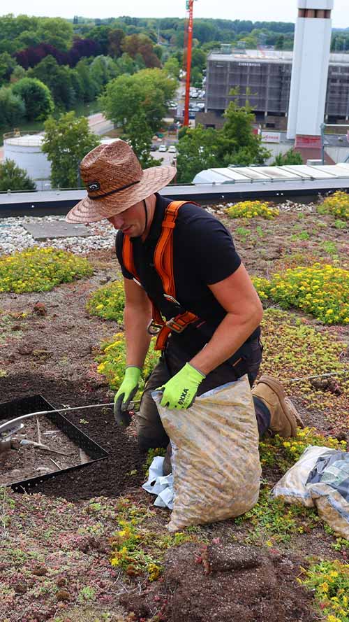 Groendak onderhoud Dakhoveniers
