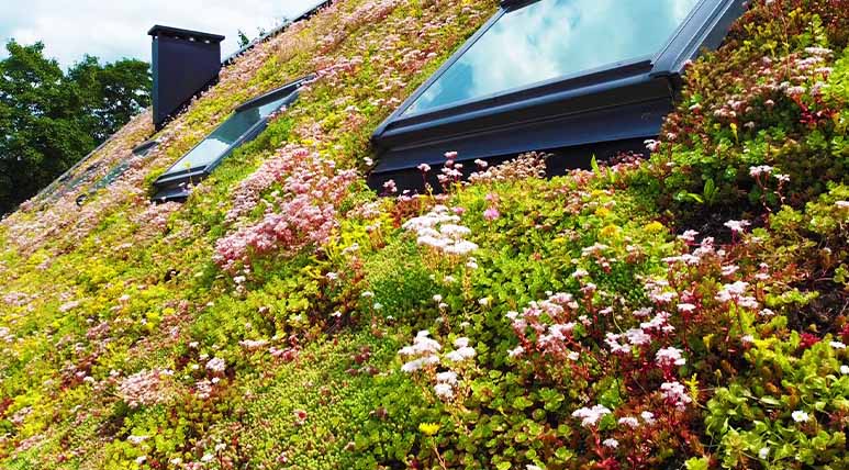 Dienst groene daken dakhoveniers