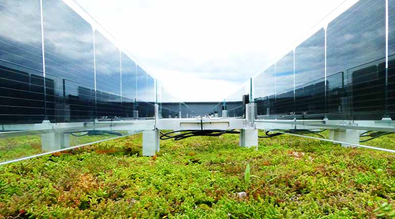 Zonnepanelen op sedum dakhoveniers