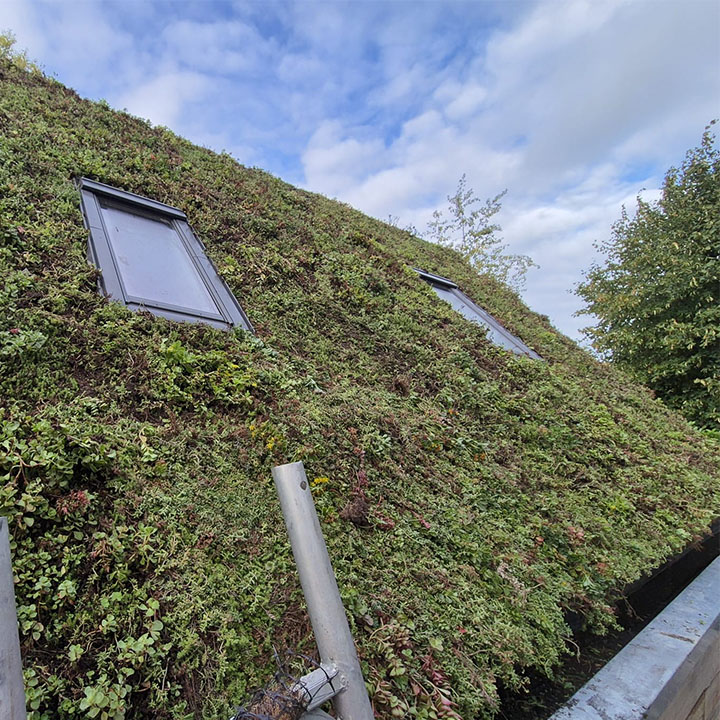 Hellend systeem Nieuwkoop_0003_sedum na plaatsing sedum na plaatsing Hellend systeem Nieuwkoop