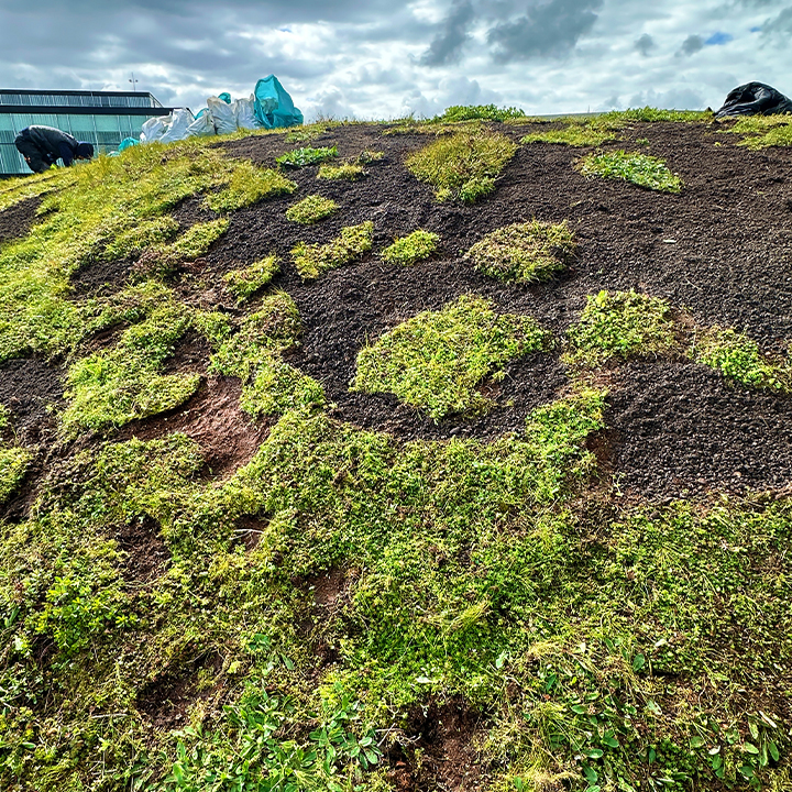 Gras verwijderen Stadhuis groendak Nieuwegein